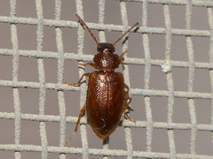 Anaedus