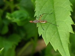 Micropeza stigmatica