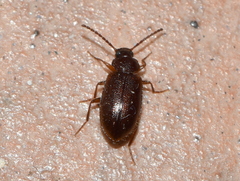 Anaedus