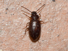 Anaedus