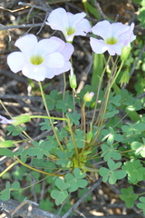 Oxalis comosa