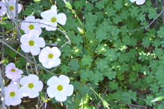 Oxalis comosa