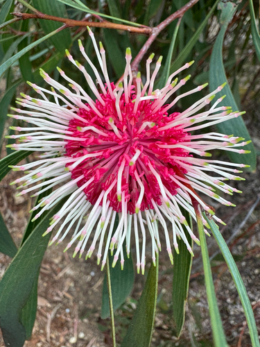 Hakea laurina, photographed by an iNaturalist contributor
