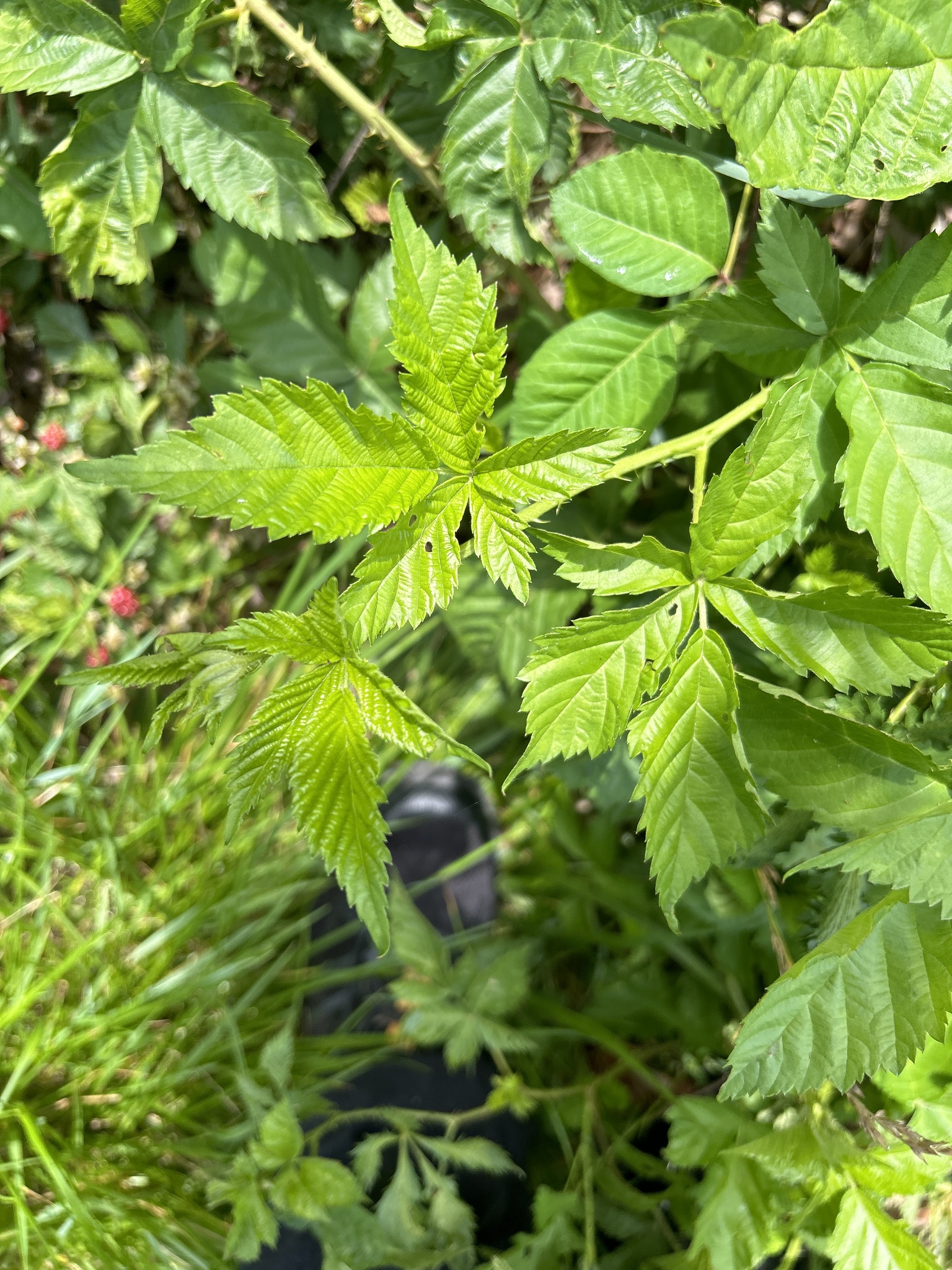 Rubus X recurvicaulis