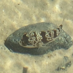 Reicheltia halsteadi