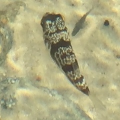 Reicheltia halsteadi