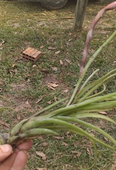 Tillandsia paraensis
