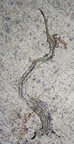 Frog-eating Rat Snake