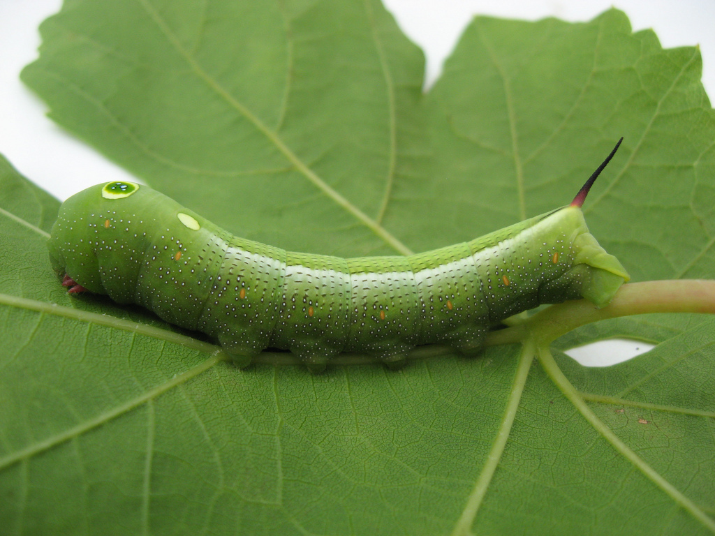 Vine Hawk-Moth (Moths of Singapore) · iNaturalist