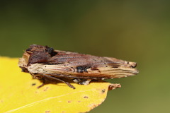 Xylena curvimacula