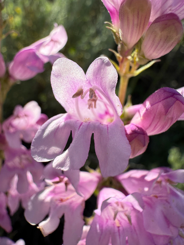 Penstemon subglaber, photograph 4
