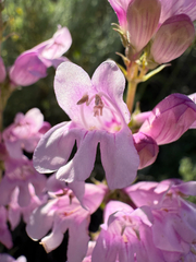 Penstemon subglaber, photograph (c) Zach Earl, some rights reserved (CC BY)