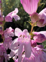 Penstemon subglaber, photograph (c) Zach Earl, some rights reserved (CC BY)