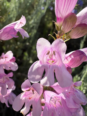 Penstemon subglaber, photograph (c) Zach Earl, some rights reserved (CC BY)