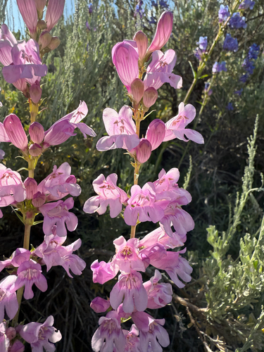 Penstemon subglaber, photograph 1
