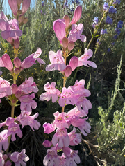 Penstemon subglaber