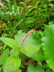 Acalypha adenostachya