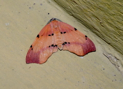 Achrosis