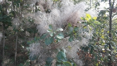 Cotinus