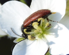 Iselma pallidipennis