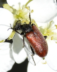 Iselma pallidipennis
