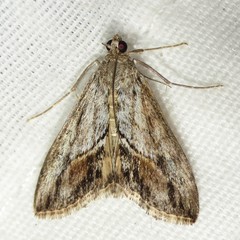 Evergestis obliqualis
