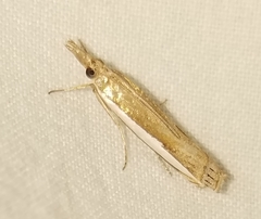 Crambus quinquareatus