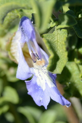 Salvia dentata