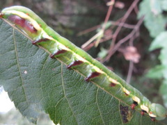 Shaka atrovittatus