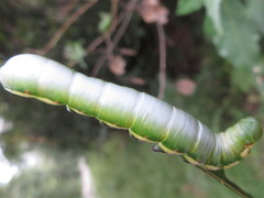 Shaka atrovittatus