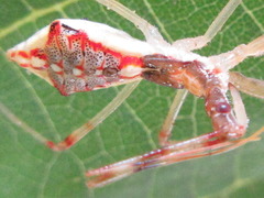 Epidaus tuberosus