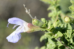 Salvia dentata