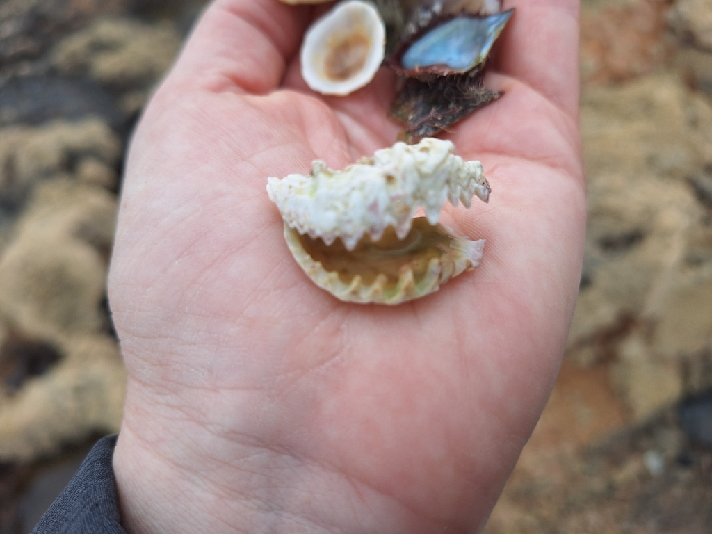 Crenulate Oyster