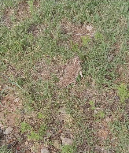 Texas Horned Lizard