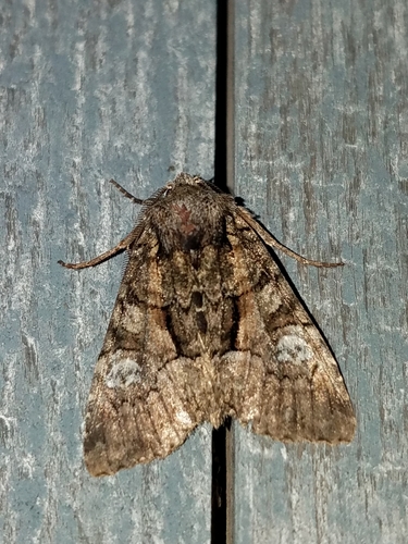 Wandering Brocade Moth