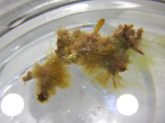 Sphacelaria rigidula