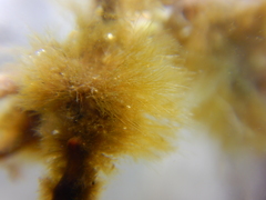 Sphacelaria rigidula