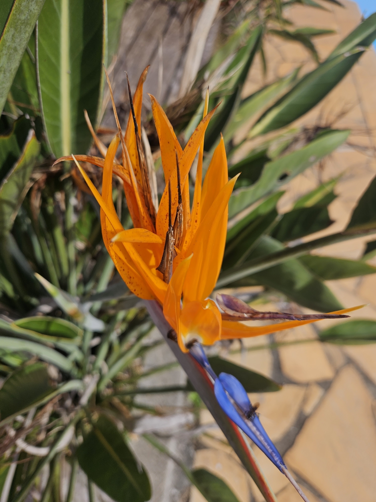 Strelitzia reginae