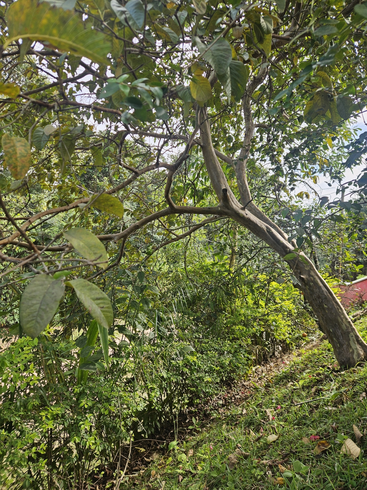 Psidium guajava
