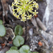 Diplaspis cordifolia - Photo (c) Bill Higham, alguns direitos reservados (CC BY-NC-ND)