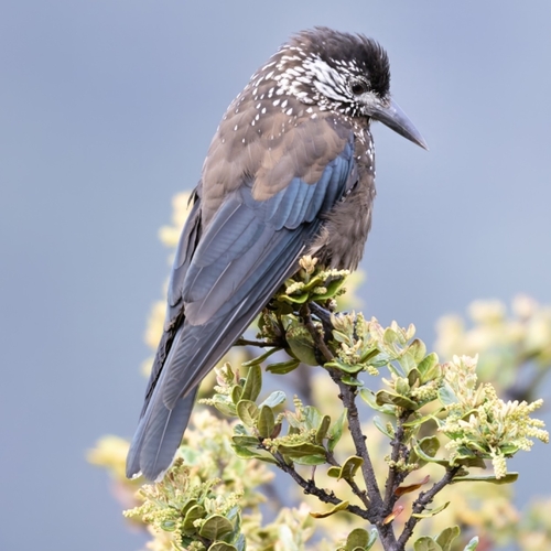 Southern Nutcracker