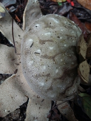 Myriostoma