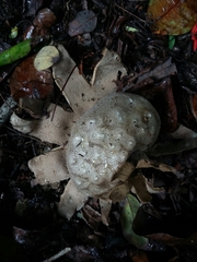 Myriostoma