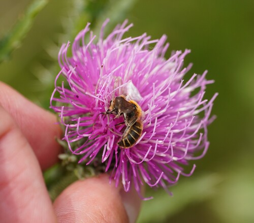 Viper's Bugloss Mason Bee