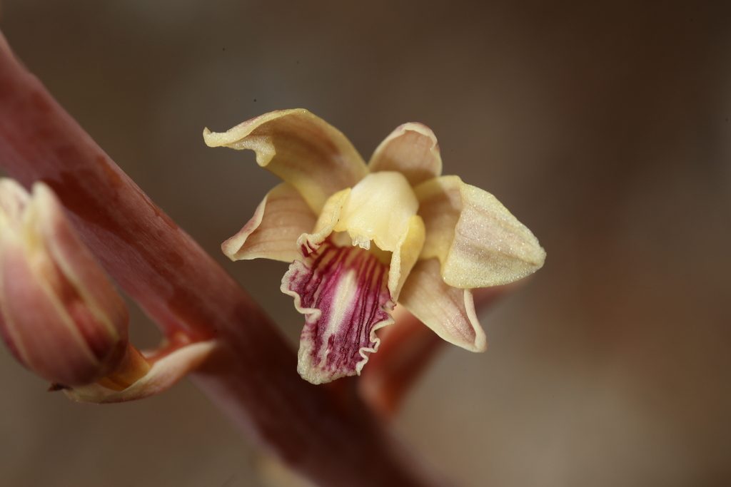 Bletia arizonica