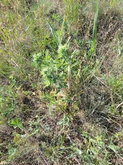 Potentilla astracanica, photograph (c) Dmitriy Bochkov, some rights reserved (CC BY)