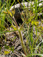 Macoun's Buttercup (Ranunculus macounii)