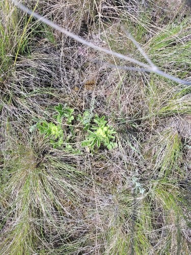 Potentilla astracanica, photograph 3