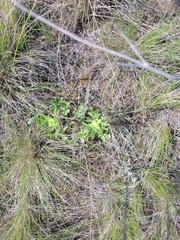 Potentilla astracanica, photograph (c) Dmitriy Bochkov, some rights reserved (CC BY)