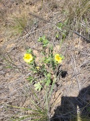 Potentilla astracanica, photograph (c) Dmitriy Bochkov, some rights reserved (CC BY)